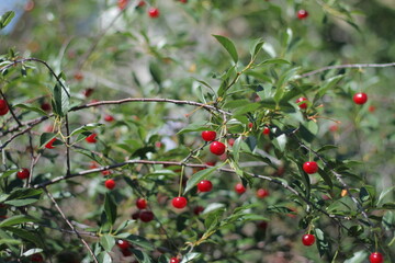 Obraz premium red berries on a branch