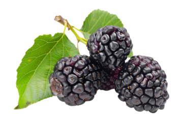 Fresh Blackberries with Green Leaf