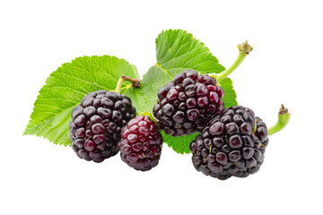 Fresh Blackberries with Green Leaves