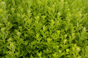 Background of green boxwood, boxwood bushes