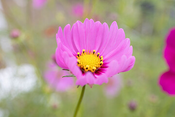 Obraz premium コスモス