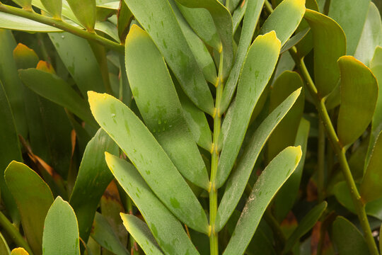 Cardboard palm, Zamia furfuracea, Mexican cycad
