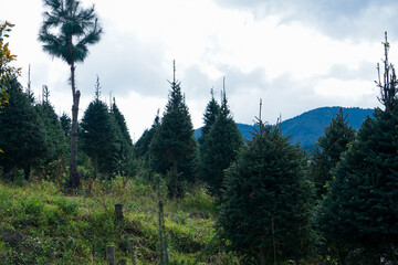 Plantación de arboles de Navidad