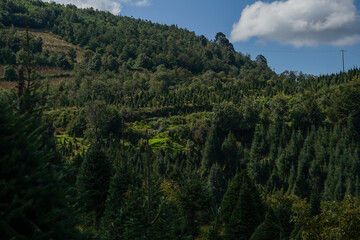 Plantación de arboles de Navidad