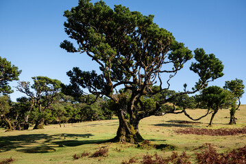 Fototapeta premium two large trees sit in the middle of a green field