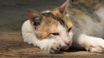 Fototapeta premium A cat in a trance