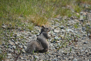 Closeup on a North American Beechey ground squirrel, Otospermophilus beecheyi on the ground in the prairie