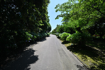 Fototapeta premium 紫陽花の咲く道