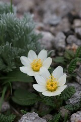 チョウノスケソウ3