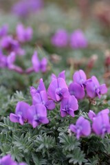 エゾオヤマノエンドウ1