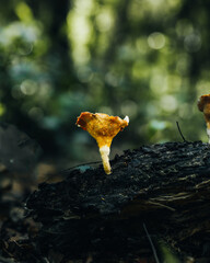 A dried mushroom inside the forest
