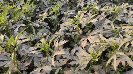 Ladies finger plants field