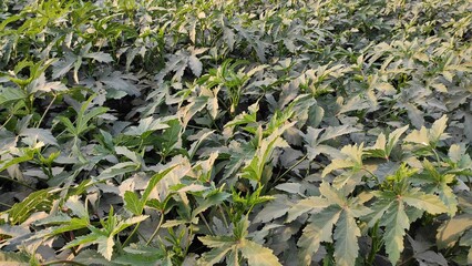 Organic ladies finger field in the evening