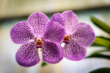 Obraz premium two purple flowers sit close together on a table with green leaves