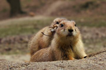 Präriehund - Erdhörnchen - Nagetier - Pelz - Pelzig - Tier - Animal - Cute Prairie Dog - Family -...