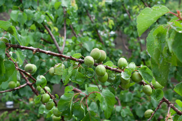 Green Apricot Fruits on stems, fresh leaves