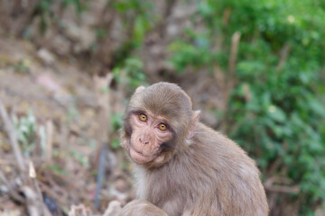 Close-up photo of a cute monkeys at Swayambhunath Temple (Monkey Temple) in
Kathmandu, Nepal