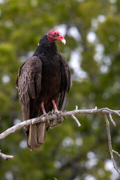 A Turkey Vulture roosting in a tree.