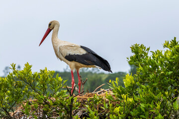 Stork resting on its nest in the Alagarve in Portugal.