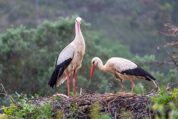 Stork resting on its nest in the Alagarve in Portugal.