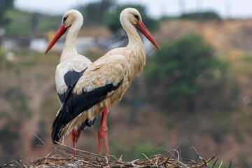 Stork resting on its nest in the Alagarve in Portugal.