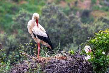 Stork resting on its nest in the Alagarve in Portugal.