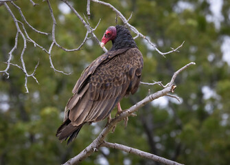A Turkey Vulture roosting in a tree.