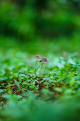 green moss in the forest with two mushrooms
