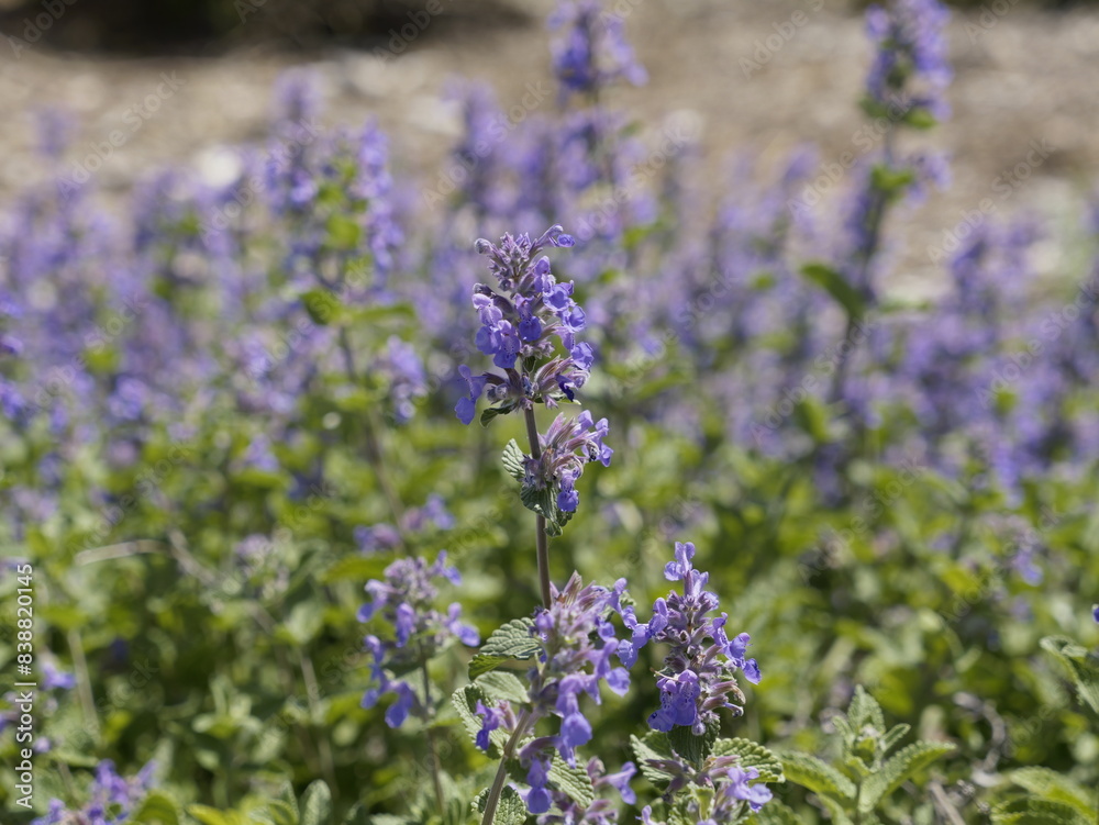 Poster Close-up of lavender in a field setting