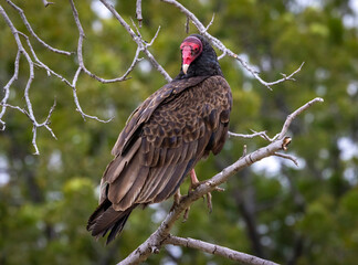 A Turkey Vulture roosting in a tree.