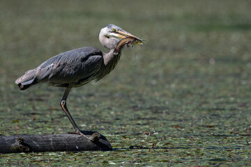 Hungry heron