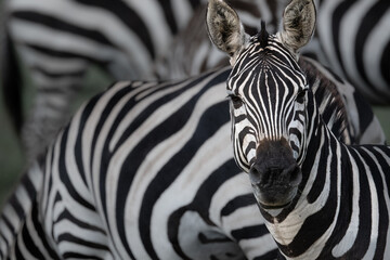 Colours of a zebra