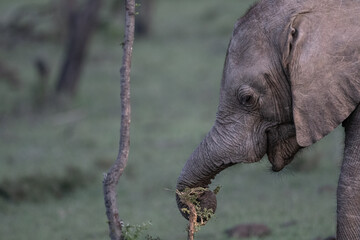 Elephant in training