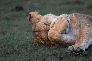 Dozing lion
