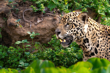 Portrait of a jaguar