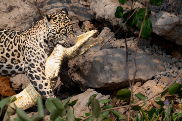 Hunting for caiman  © Tom