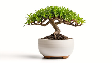 bonsai plant in pot