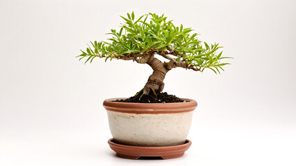 bonsai plant in pot