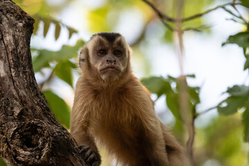 Concerned capuchin