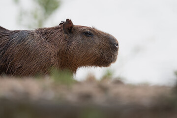 Capybara portrait