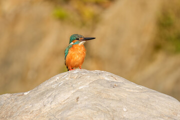 European Kingfisher ( Alcedo atthis ) close up