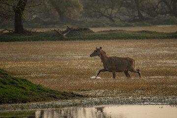 Sambar deer, Rusa unicolor, large animal, Indian subcontinent, Rathambore, India. Deer, nature habitat. Bellow majestic powerful adult animal in dry forest, big animal, Asia. India wildlife.