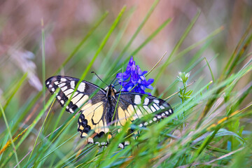 Swallowtail butterfly sitting on a wild flower on a meadow