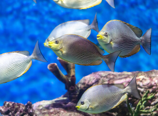 Tropical fish swimming in the aquarium. Beautiful colorful fishes in the aquarium