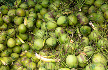 Harvest of green coconut nuts as background