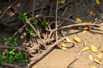 Roots of a tropical plant