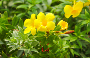 Beautiful yellow flower in a tropical garden