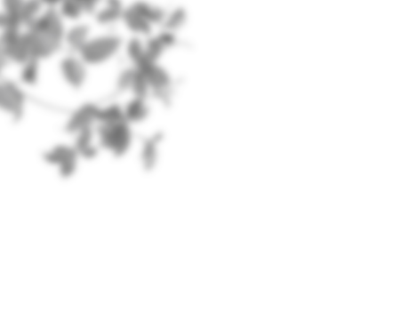 Natural palm branch shadow on transparent background. Tropical palm leaf shadow overlay effect. Realistic leaves shadow sunshade isolated on transparent backgrounds. Realistic tree branches shadow