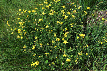 Close up of birds foot trefoil (lotus corniculatus) flowers in bloom