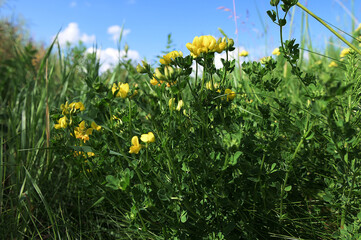 Close up of birds foot trefoil (lotus corniculatus) flowers in bloom